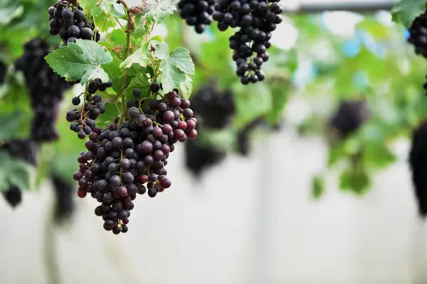 Uvas Frescas Nas Mãos Que Têm Árvores Vinha Perto Minha — Fotografia de Stock