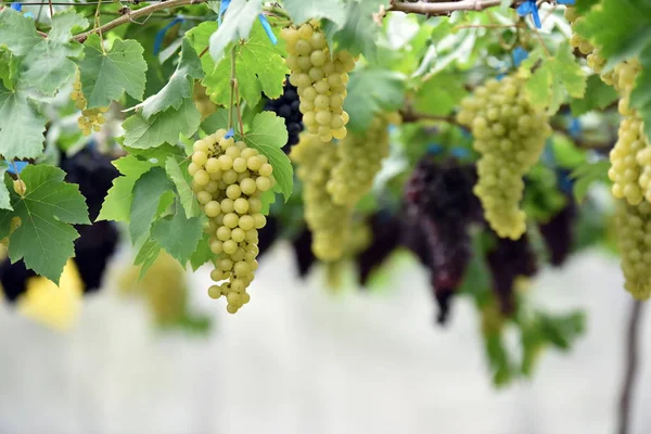 Uvas Frescas Las Manos Que Tienen Árboles Viña Cerca Casa — Foto de Stock