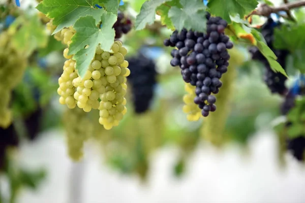 Uvas Frescas Las Manos Que Tienen Árboles Viña Cerca Casa —  Fotos de Stock