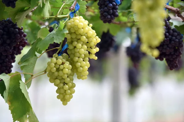 Uvas Frescas Las Manos Que Tienen Árboles Viña Cerca Casa —  Fotos de Stock