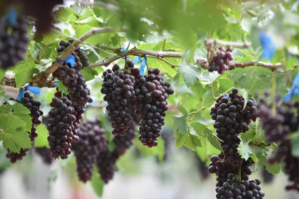 Uvas Frescas Nas Mãos Que Têm Árvores Vinha Perto Minha — Fotografia de Stock