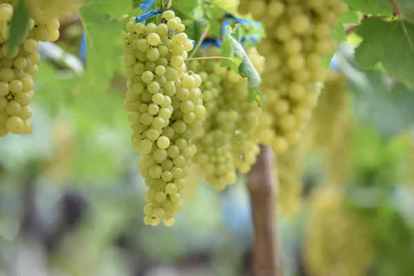 Uvas Frescas Nas Mãos Que Têm Árvores Vinha Perto Minha — Fotografia de Stock