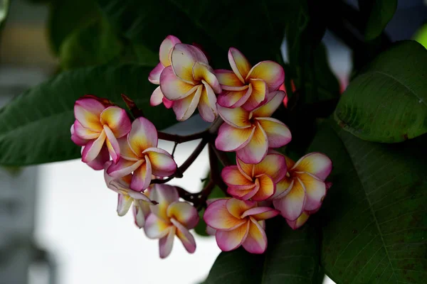 Barevné Květy Plumeria Kvetoucí Zahradě Letní Sezóně — Stock fotografie