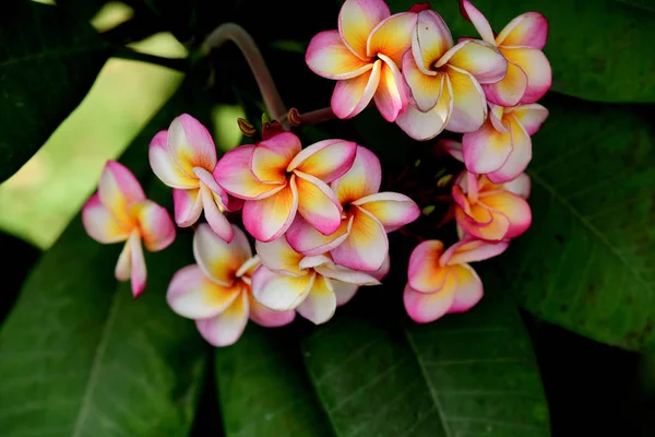 Coloridas Flores Plumeria Floreciendo Jardín Temporada Verano — Foto de Stock