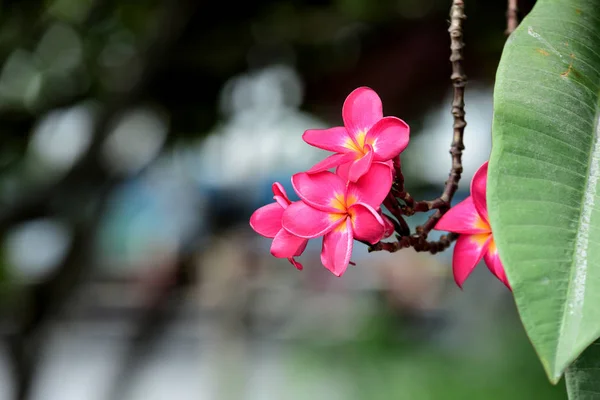 Coloridas Flores Plumeria Floreciendo Jardín Temporada Verano —  Fotos de Stock