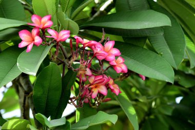 Renkli Plumeria çiçekleri yaz mevsiminde bahçede açar 