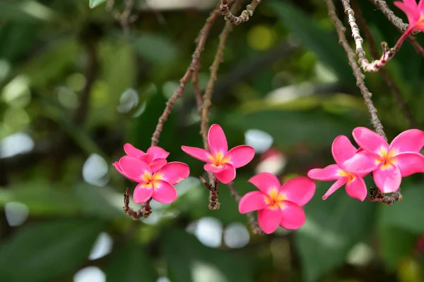 Barevné Květy Plumeria Kvetoucí Zahradě Letní Sezóně — Stock fotografie