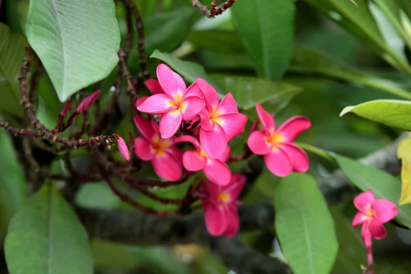Renkli Plumeria Çiçekleri Yaz Mevsiminde Bahçede Açar — Stok fotoğraf