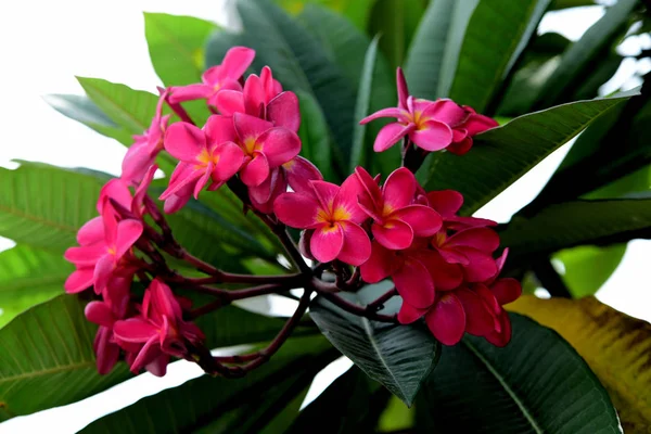 Цветущие Цветы Plumeria Саду Летний Сезон — стоковое фото