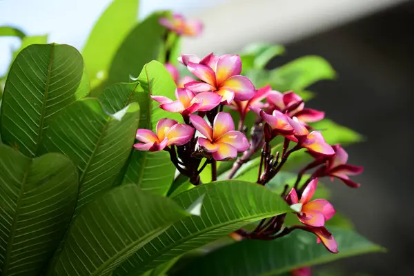 Fiori Plumeria Colorati Che Fioriscono Giardino Durante Stagione Estiva — Foto Stock