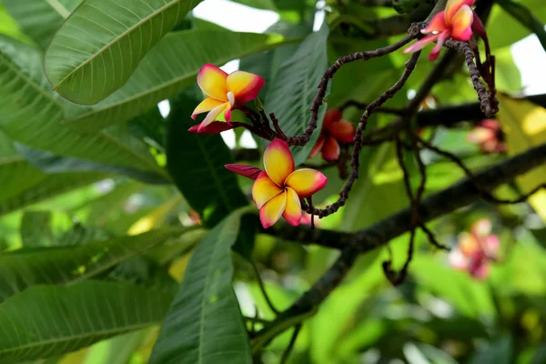 Barevné Květy Plumeria Kvetoucí Zahradě Letní Sezóně — Stock fotografie