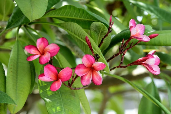 Flores Plumeria Coloridas Florescendo Jardim Temporada Verão — Fotografia de Stock