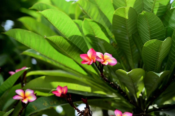 Πολύχρωμα Λουλούδια Plumeria Ανθίζουν Στον Κήπο Κατά Θερινή Περίοδο — Φωτογραφία Αρχείου