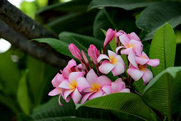 Kolorowe Kwiaty Plumeria Kwitnące Ogrodzie Sezonie Letnim — Zdjęcie stockowe