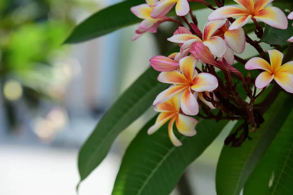 Coloridas Flores Plumeria Floreciendo Jardín Temporada Verano —  Fotos de Stock