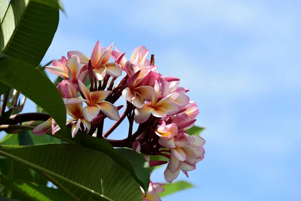 Цветущие Цветы Plumeria Саду Летний Сезон — стоковое фото