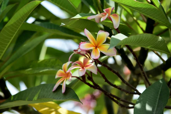 Kolorowe Kwiaty Plumeria Kwitnące Ogrodzie Sezonie Letnim — Zdjęcie stockowe