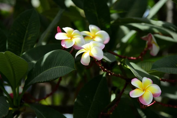 Coloridas Flores Plumeria Floreciendo Jardín Temporada Verano — Foto de Stock
