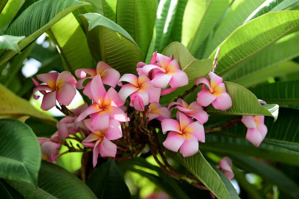 Flores Plumeria Coloridas Florescendo Jardim Temporada Verão — Fotografia de Stock