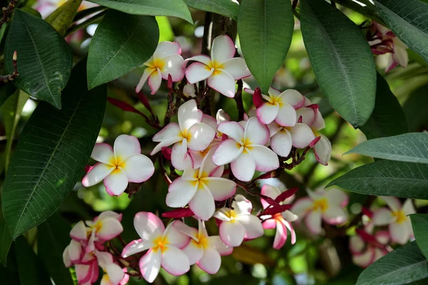 Coloridas Flores Plumeria Floreciendo Jardín Temporada Verano — Foto de Stock