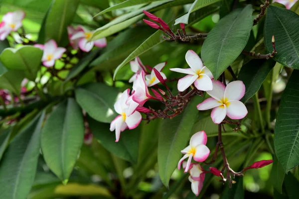 Barevné Květy Plumeria Kvetoucí Zahradě Letní Sezóně — Stock fotografie