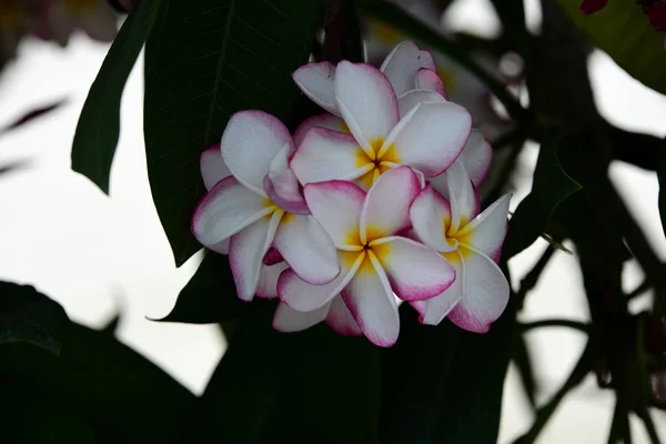 Kolorowe Kwiaty Plumeria Kwitnące Ogrodzie Sezonie Letnim — Zdjęcie stockowe