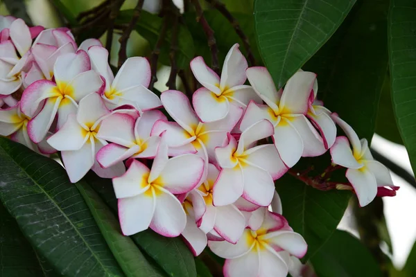 Bunte Frühlingsblumen Blühen Zur Sommerzeit Garten — Stockfoto