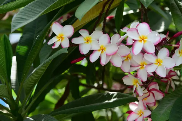 Kolorowe Kwiaty Plumeria Kwitnące Ogrodzie Sezonie Letnim — Zdjęcie stockowe