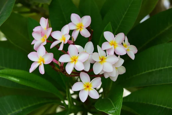 Barevné Květy Plumeria Kvetoucí Zahradě Letní Sezóně — Stock fotografie