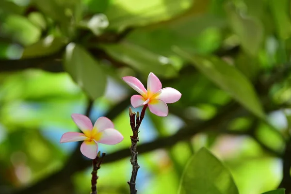 Kolorowe Kwiaty Plumeria Kwitnące Ogrodzie Sezonie Letnim — Zdjęcie stockowe