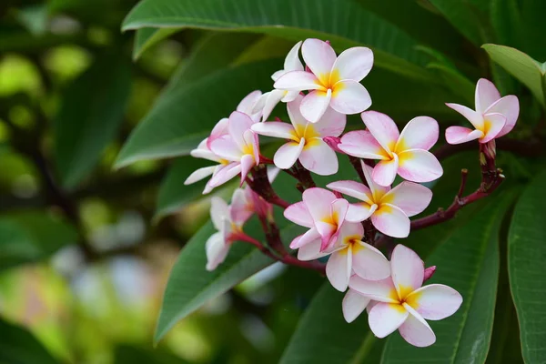 Flores Plumeria Coloridas Florescendo Jardim Temporada Verão — Fotografia de Stock