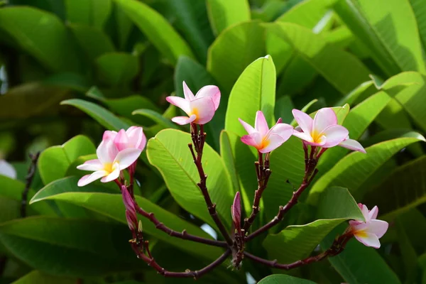 Fiori Plumeria Colorati Che Fioriscono Giardino Durante Stagione Estiva — Foto Stock