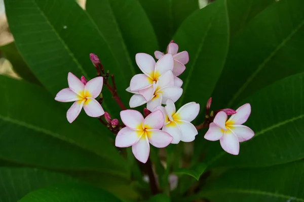 Barevné Květy Plumeria Kvetoucí Zahradě Letní Sezóně — Stock fotografie