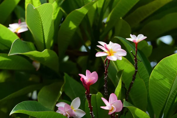 Πολύχρωμα Λουλούδια Plumeria Ανθίζουν Στον Κήπο Κατά Θερινή Περίοδο — Φωτογραφία Αρχείου