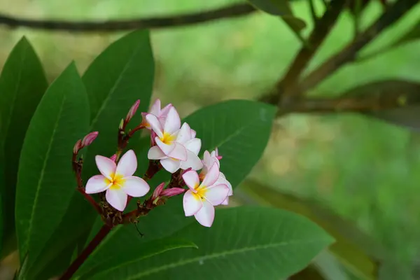 Kolorowe Kwiaty Plumeria Kwitnące Ogrodzie Sezonie Letnim — Zdjęcie stockowe