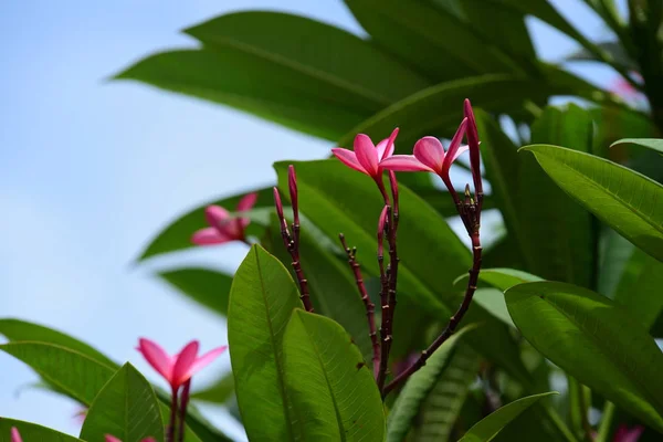 Kolorowe Kwiaty Plumeria Kwitnące Ogrodzie Sezonie Letnim — Zdjęcie stockowe