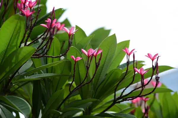 Bunte Frühlingsblumen Blühen Zur Sommerzeit Garten — Stockfoto