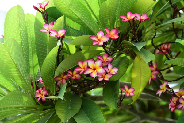 Kolorowe Kwiaty Plumeria Kwitnące Ogrodzie Sezonie Letnim — Zdjęcie stockowe