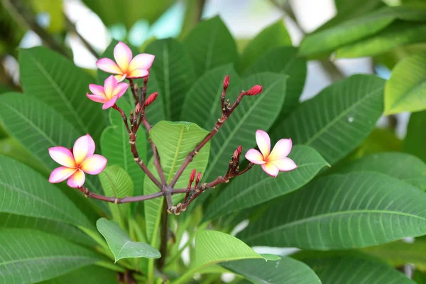 Kolorowe Kwiaty Plumeria Kwitnące Ogrodzie Sezonie Letnim — Zdjęcie stockowe