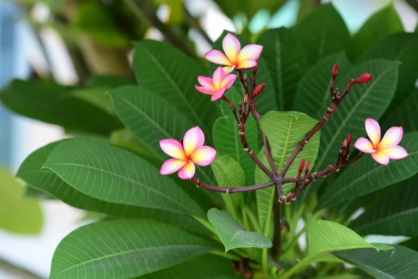 Kolorowe Kwiaty Plumeria Kwitnące Ogrodzie Sezonie Letnim — Zdjęcie stockowe