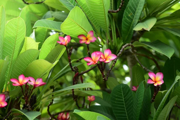 Coloridas Flores Plumeria Floreciendo Jardín Temporada Verano — Foto de Stock