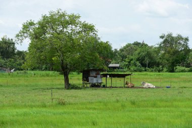 Gündüz dinlenen ineklerle çayır manzarası