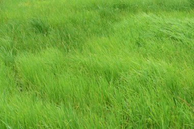 Arka plan olarak çayır üzerindeki güzel yeşil çimenler