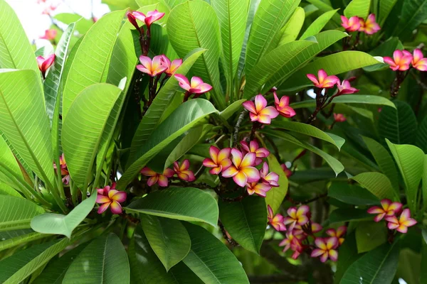 Barevné Květy Plumeria Kvetoucí Zahradě Letní Sezóně — Stock fotografie