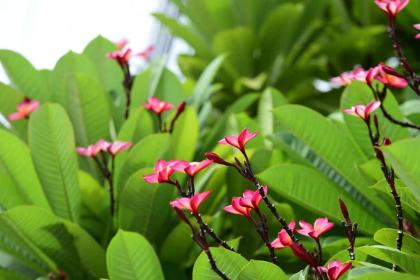 Flores Plumeria Coloridas Florescendo Jardim Temporada Verão — Fotografia de Stock