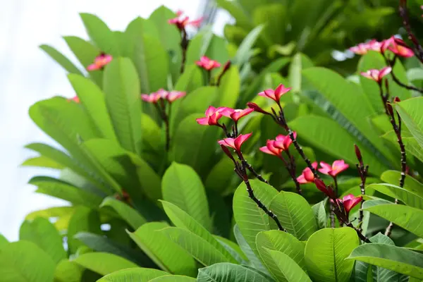 Kleurrijke Plumeria Bloemen Bloeien Tuin Zomer Seizoen — Stockfoto