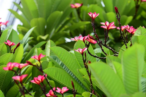 Πολύχρωμα Λουλούδια Plumeria Ανθίζουν Στον Κήπο Κατά Θερινή Περίοδο — Φωτογραφία Αρχείου