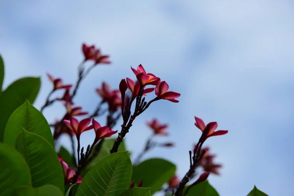Färgglada Plumeria Blommor Blommar Trädgården Sommaren — Stockfoto