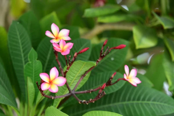 Kolorowe Kwiaty Plumeria Kwitnące Ogrodzie Sezonie Letnim — Zdjęcie stockowe