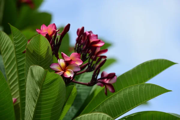 Kolorowe Kwiaty Plumeria Kwitnące Ogrodzie Sezonie Letnim — Zdjęcie stockowe